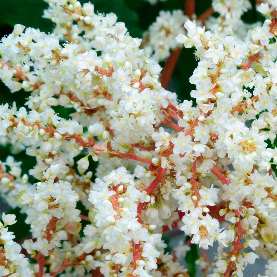 Polygonum