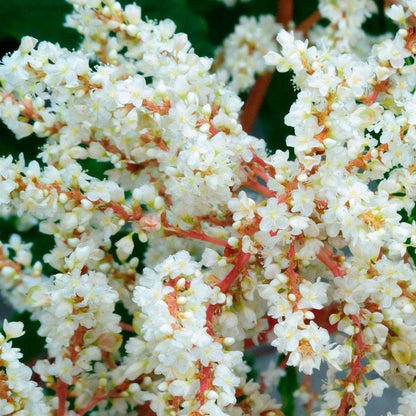 Polygonum