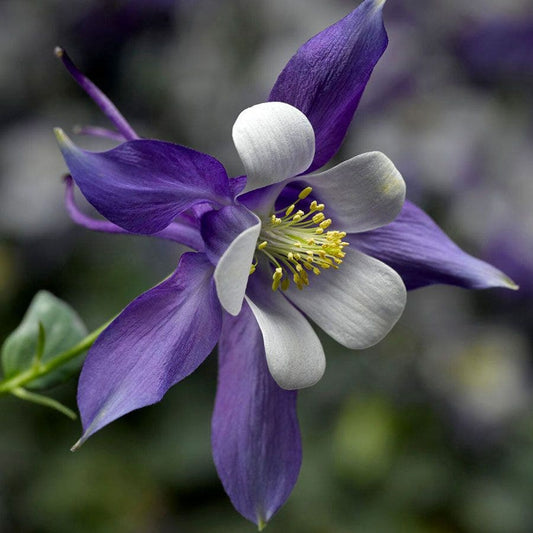 Aquilegia KIRIGAMI™ Deep Blue & White