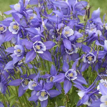 Aquilegia KIRIGAMI™ Deep Blue & White