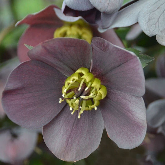 Helleborus 'Vegas Nights' HONEYMOON® Series