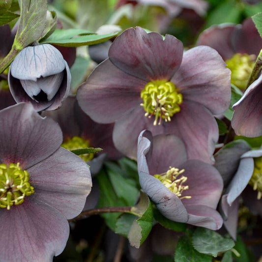Helleborus 'Vegas Nights' HONEYMOON® Series