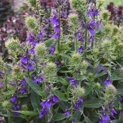 Lobelia STARSHIP™ Blue
