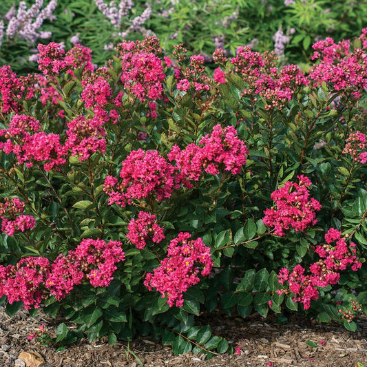 Lagerstroemia Bellini® Raspberry