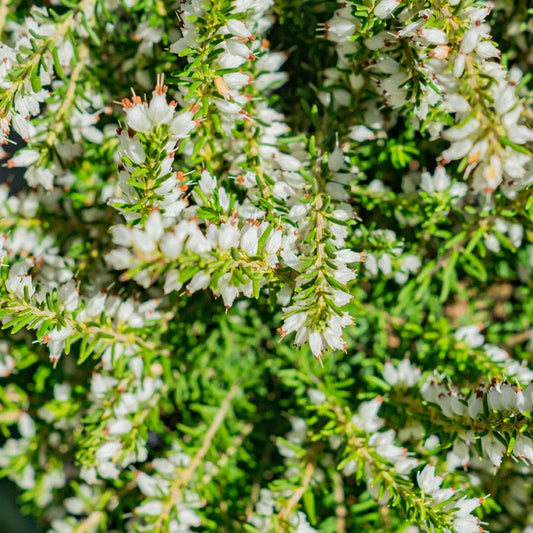 Erica 'Mediterranean White'