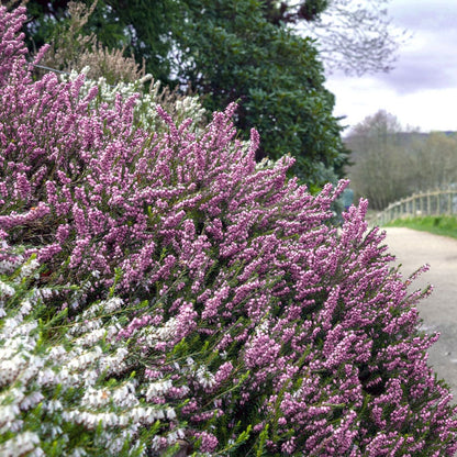 Erica 'Mediterranean Pink'