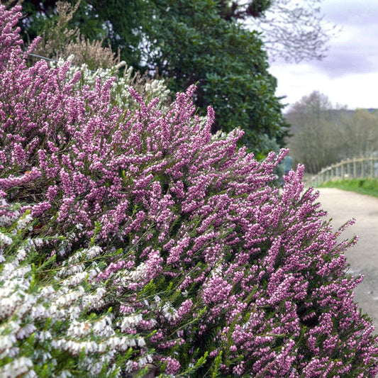 Erica 'Mediterranean Pink'