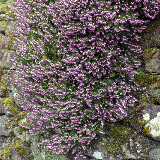 Erica 'Mediterranean Pink'