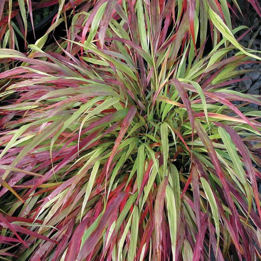 Hakonechloa 'Beni Kaze'