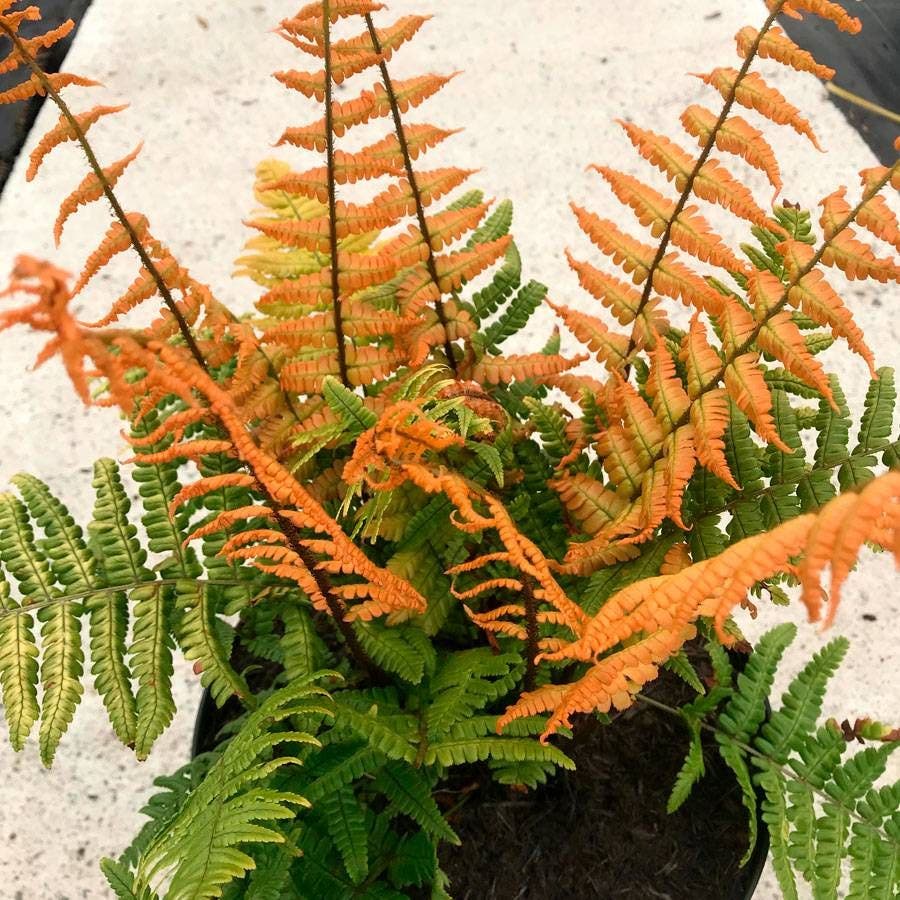 Dryopteris 'Jurassic Gold'