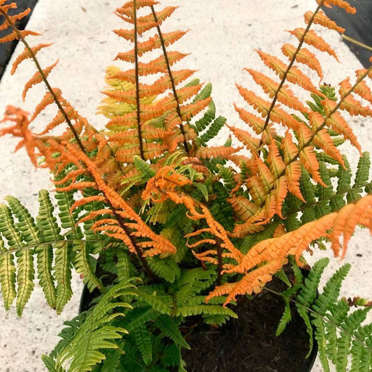 Dryopteris 'Jurassic Gold'