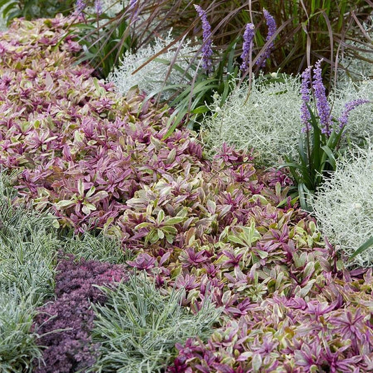 Ajuga Princess Nadia