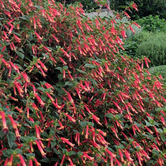 Cuphea Hummingbirds Lunch