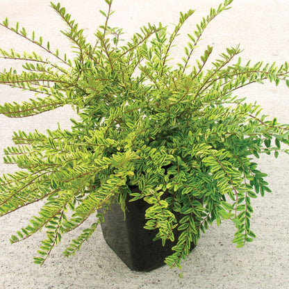 lonicera nitida tidy tips Lonicera 'Lemon Beauty' – Wayside Gardens