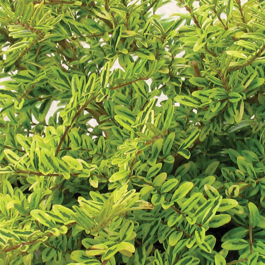 Lonicera 'Lemon Beauty'