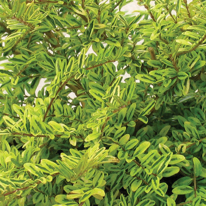 Lonicera 'Lemon Beauty'