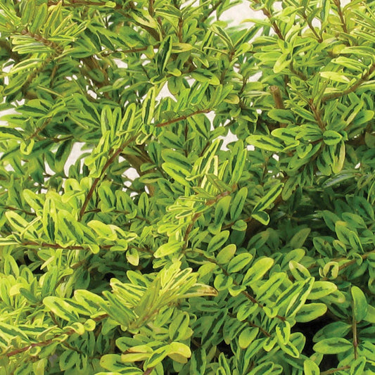 Lonicera 'Lemon Beauty'