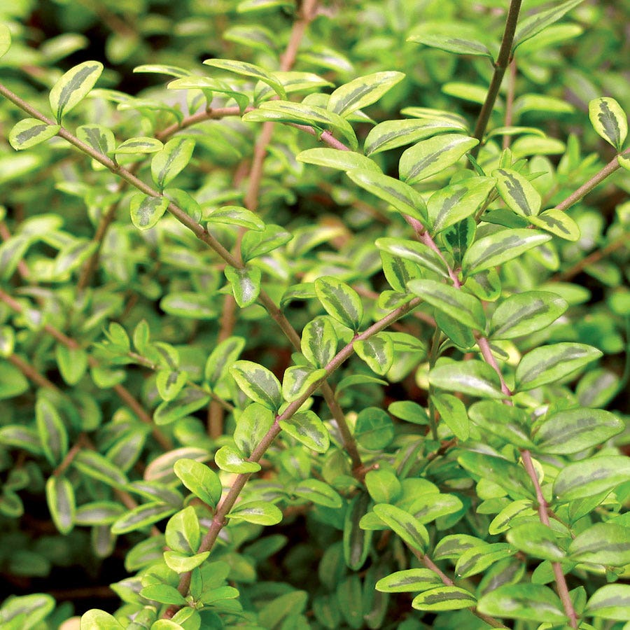 Lonicera 'Lemon Beauty'