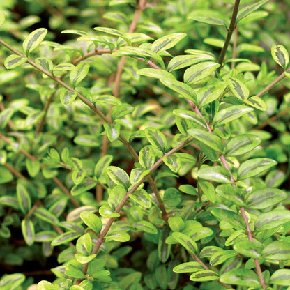 Lonicera 'Lemon Beauty'