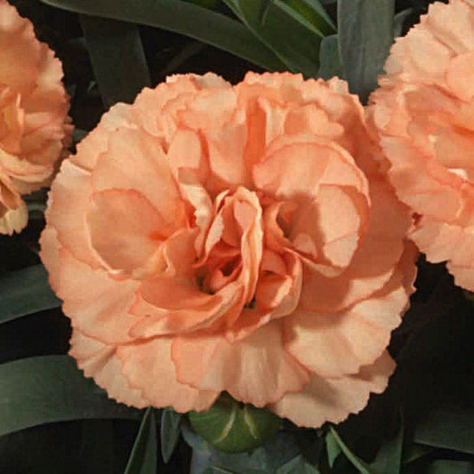Dianthus Sunflor® Luigi 'HILLUIGI'