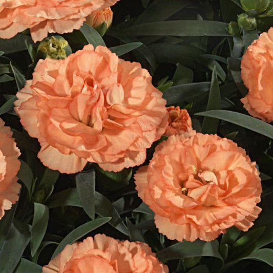 Dianthus Sunflor® Luigi 'HILLUIGI'