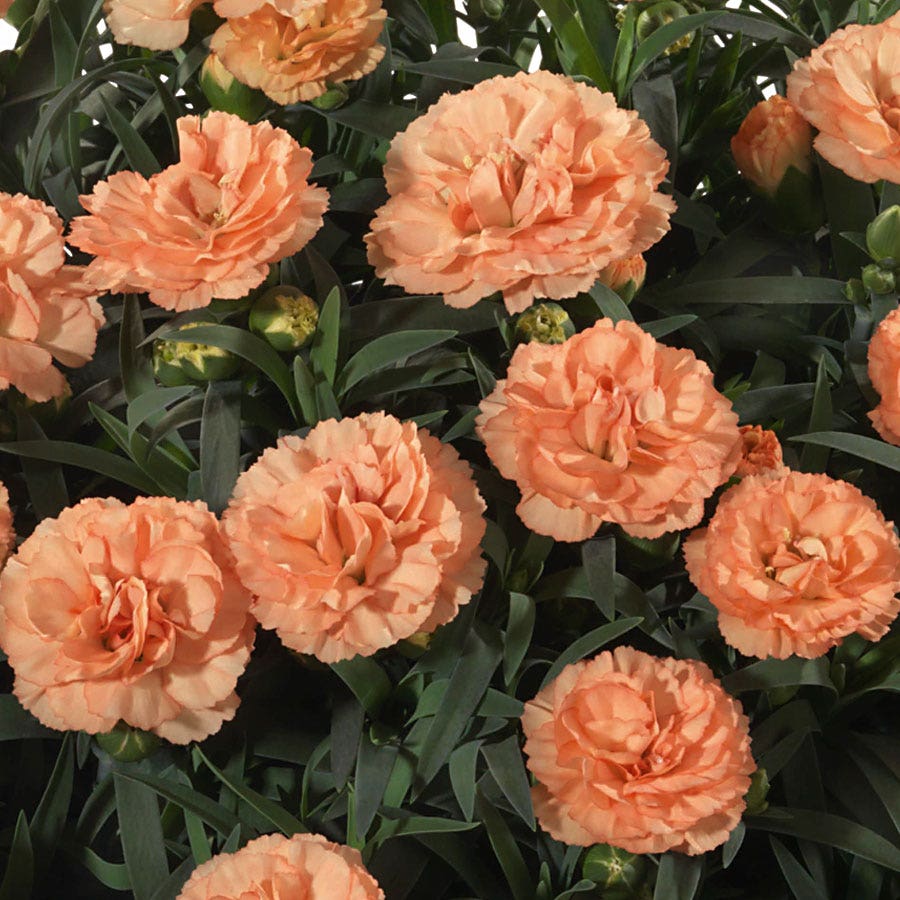 Dianthus Sunflor® Luigi 'HILLUIGI'
