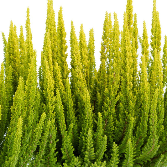 Calluna Skyline® Barcelona®