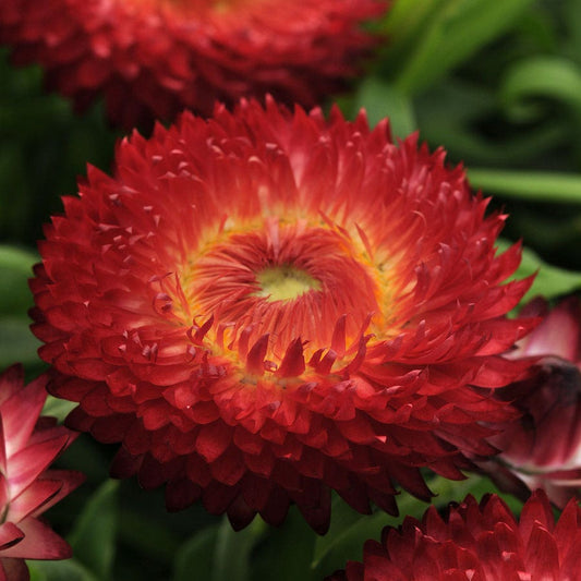 Bracteantha Dreamtime® Jumbo Red