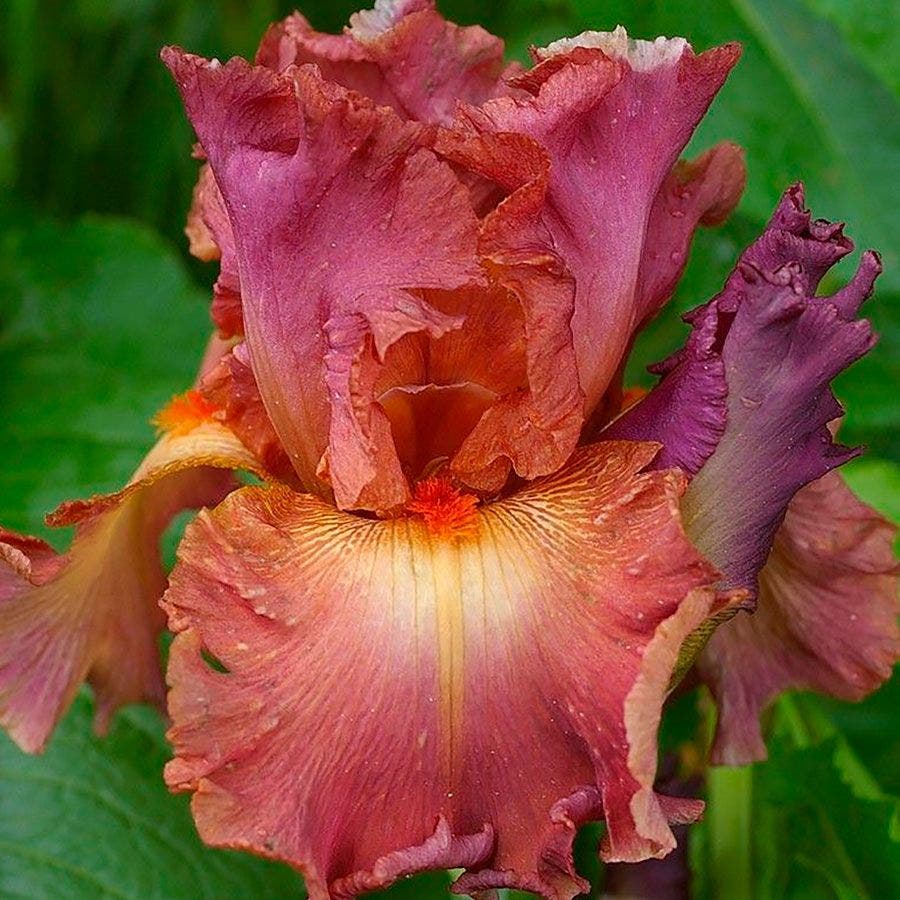 Iris 'Dame de Coeur'