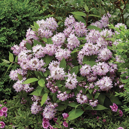 Deutzia Raspberry Sundae