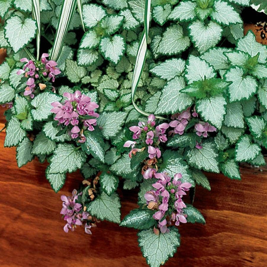 Lamium 'Orchid Frost Gold'