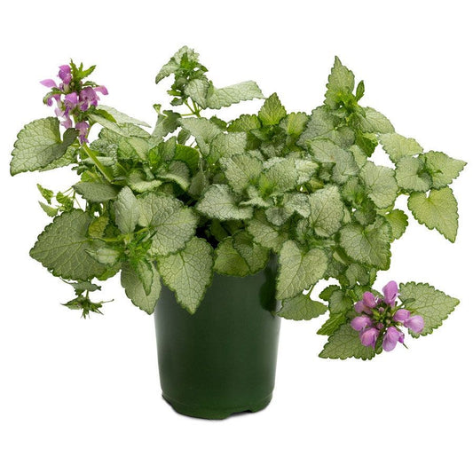 Lamium 'Orchid Frost Gold'