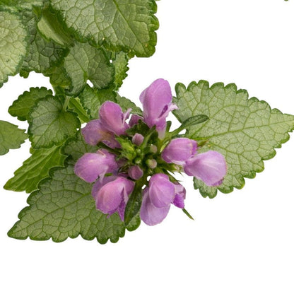 Lamium 'Orchid Frost Gold'