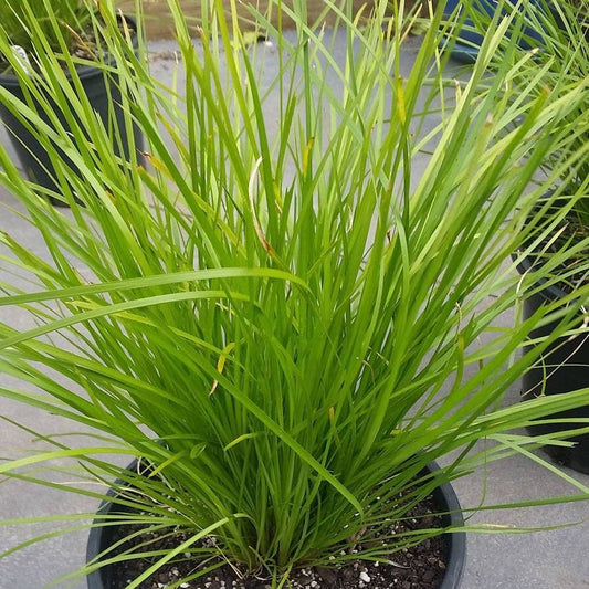 Lomandra 'Losgr-1' HIGHLIGHT™ Olive Green