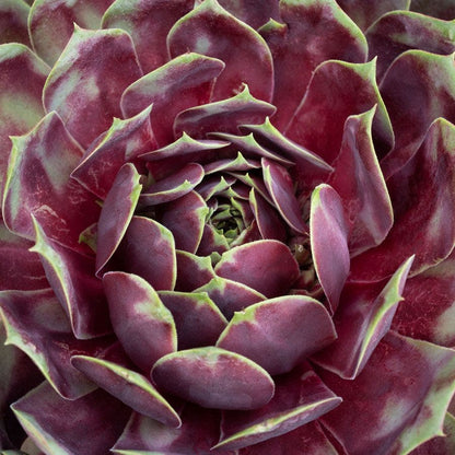 Sempervivum SUPERSEMP™ 'Rose Quartz'
