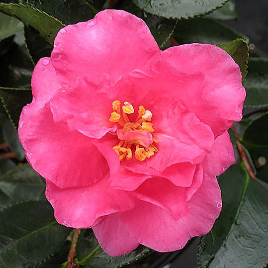 Camellia 'Shi Shi Gashura'