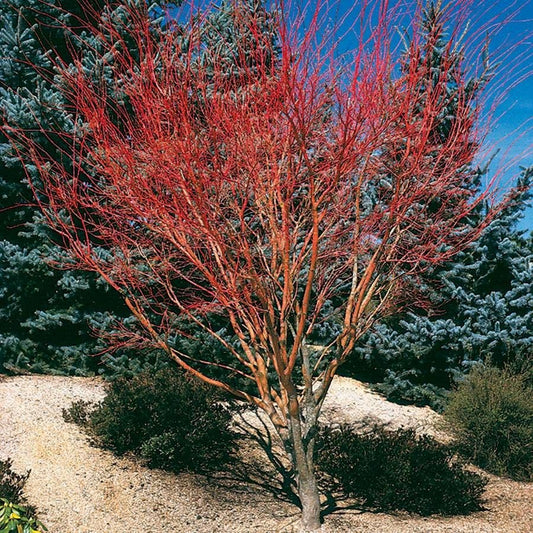 Acer palmatum 'Sango Kaku'