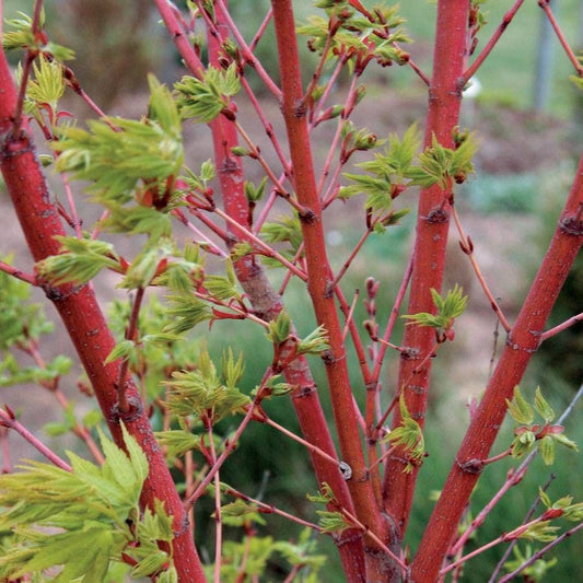 Acer palmatum 'Sango Kaku'