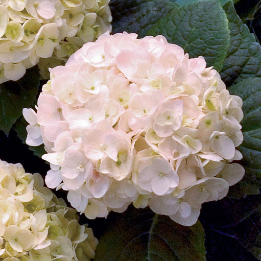 Hydrangea Endless Summer® 'Blushing Bride'