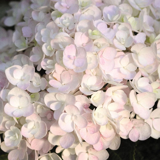Hydrangea Endless Summer® 'Blushing Bride'