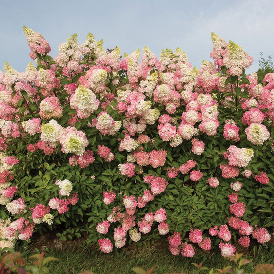 Hydrangea 'Renba' First Editions® Berry White®