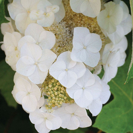 Hydrangea 'Alice'