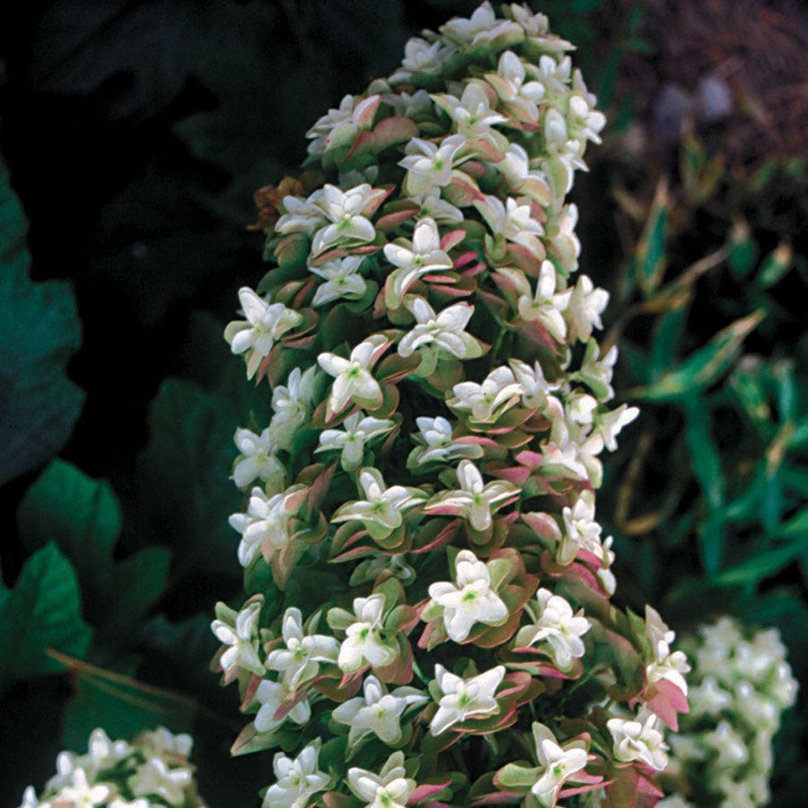 Hydrangea 'Snowflake'