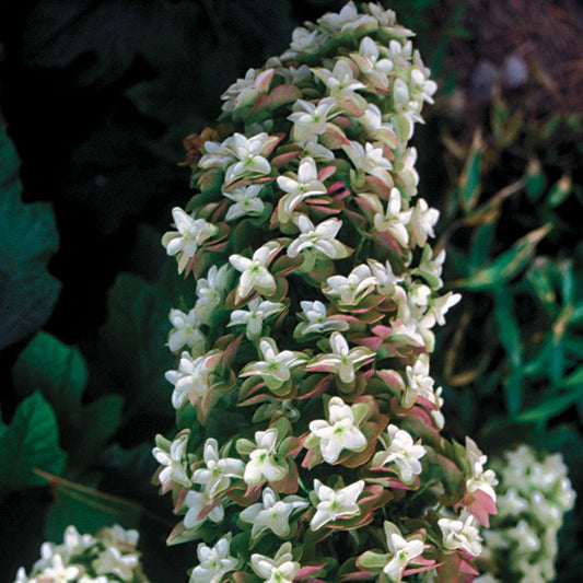 Hydrangea 'Snowflake'