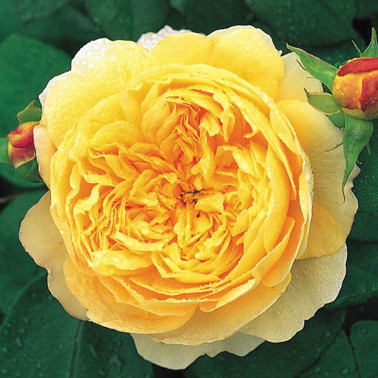 Rosa Charles Darwin