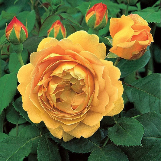 Rosa Golden Celebration®