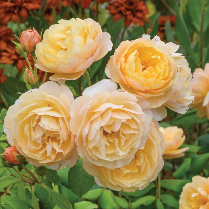 David Austin® English Roses for Sale – Wayside Gardens