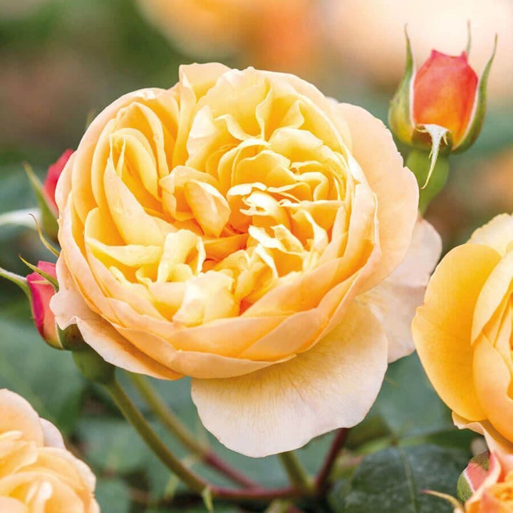 Popular English Roses David Austin® English Roses for Sale – Wayside Gardens
