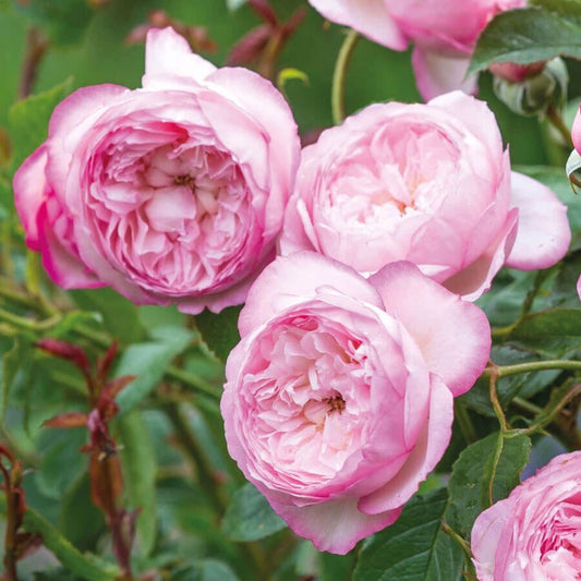 Rosa Mill On The Floss