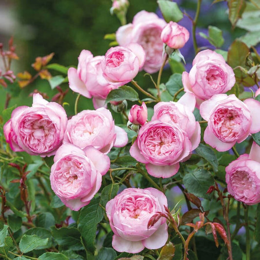 Rosa Mill On The Floss